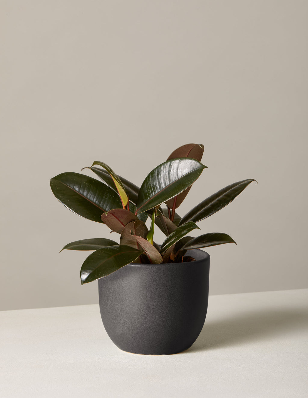 Ficus Burgundy Rubber Plant