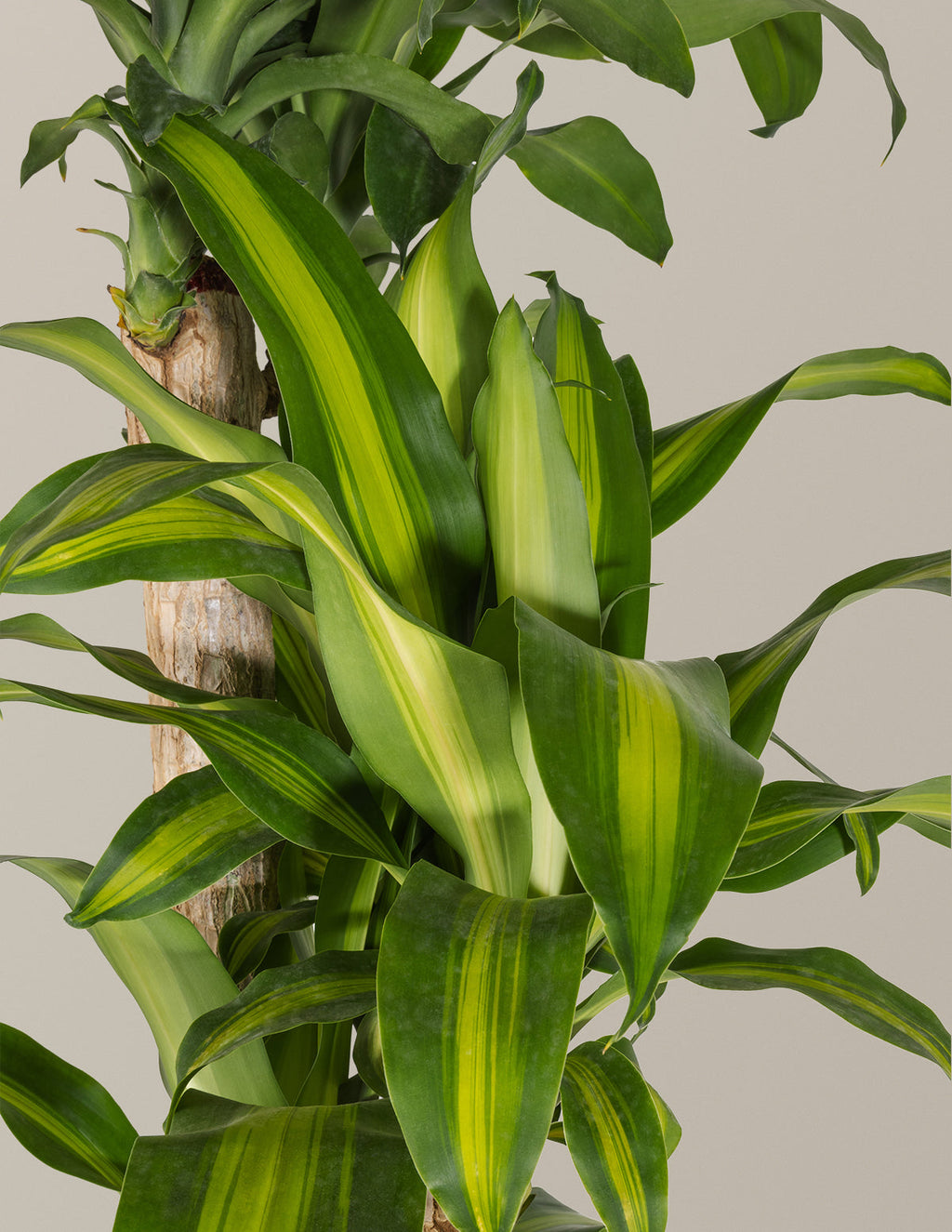 Dracaena Mass Cane