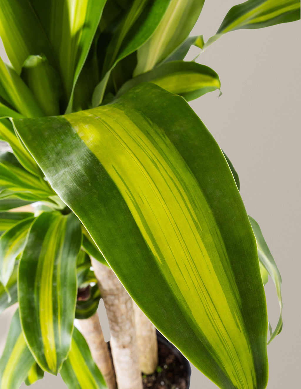 Dracaena Mass Cane