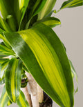 Dracaena Mass Cane
