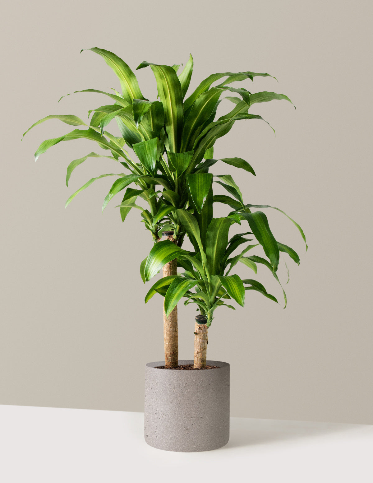 Dracaena Mass Cane