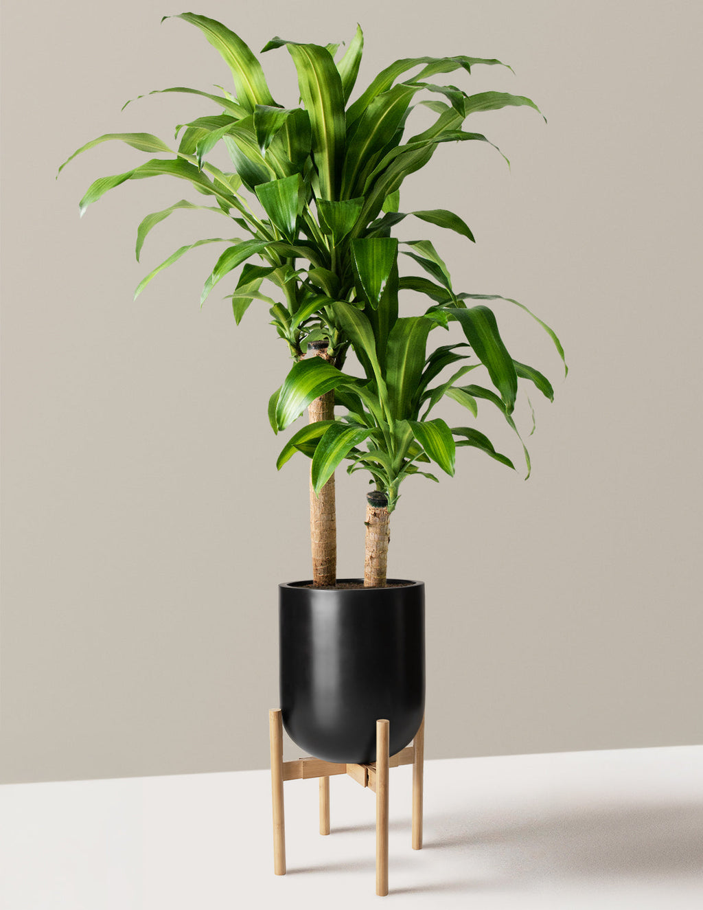 Dracaena Mass Cane