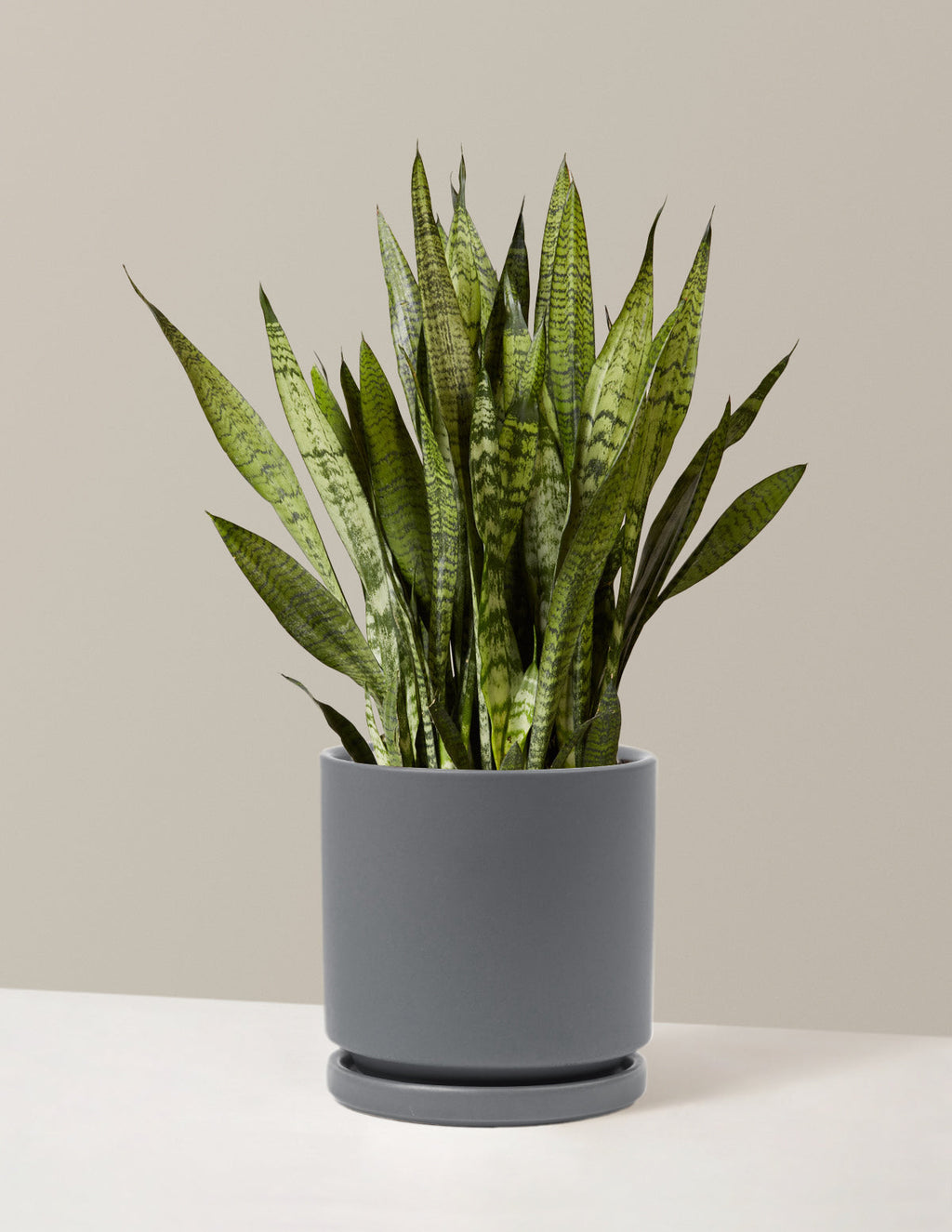 Snake Plant Zeylanica