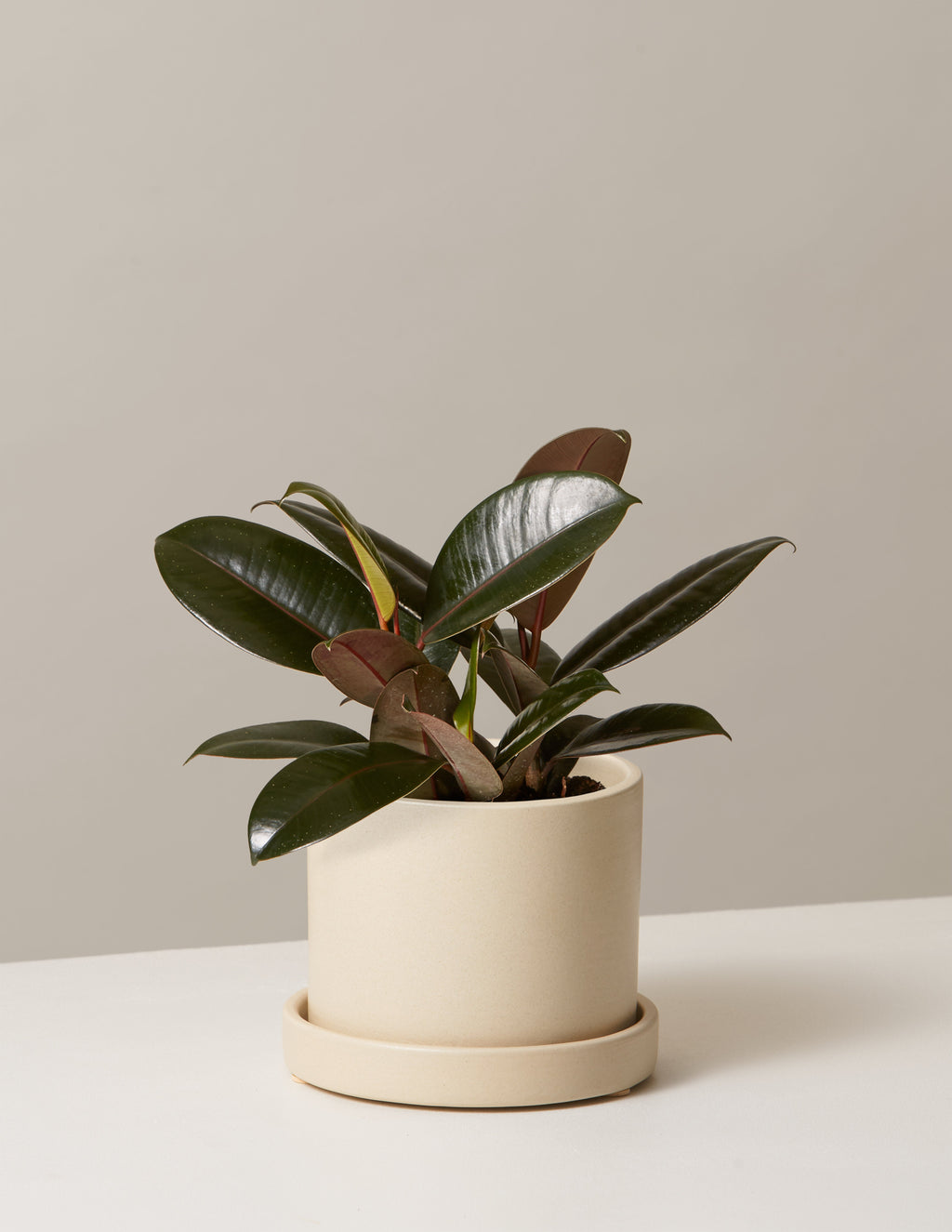Ficus Burgundy Rubber Plant